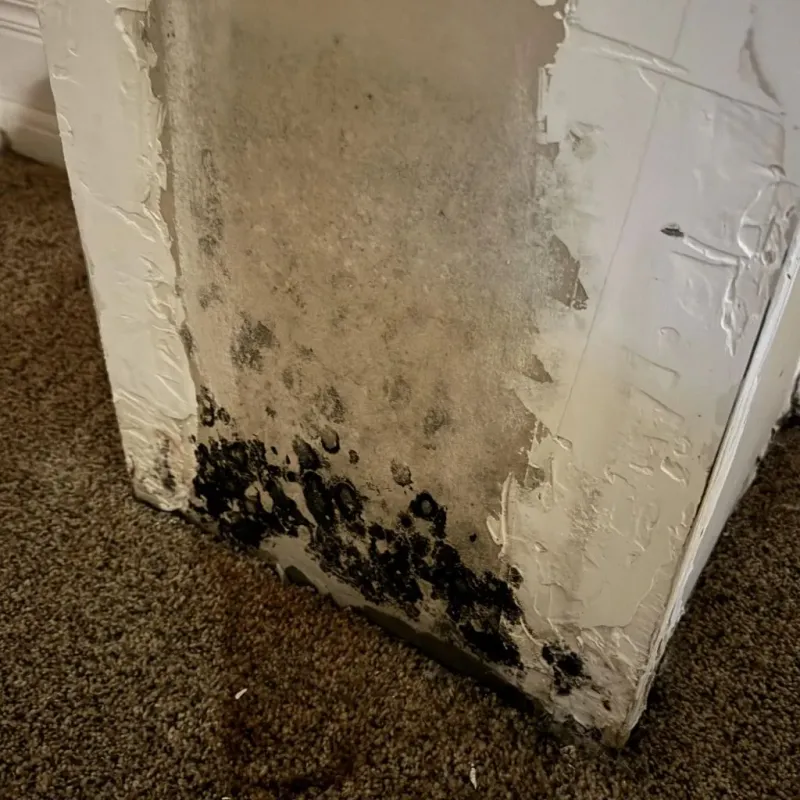 Professional Mold Removal in Montrose, MI